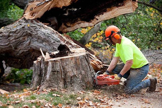 Best Best Tree Removal Services  in Aviston, IL